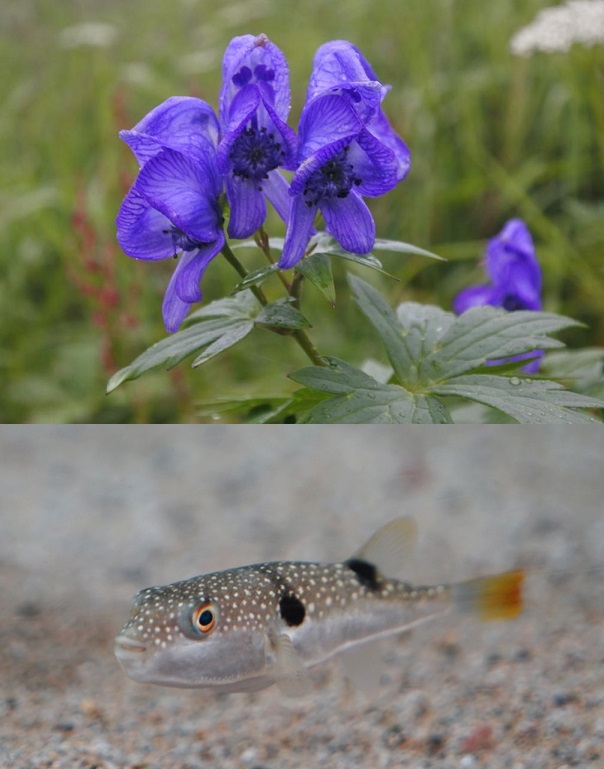 トリカブト保険金殺人事件 推理小説顔負けの時間差トリック マトリョーシカ